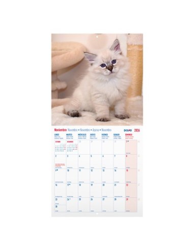 CAL.DOHE PARED MES 300x300 GATOS