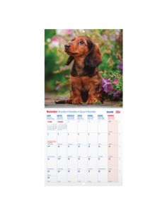 CAL.DOHE PARED MES 300x300 PERROS