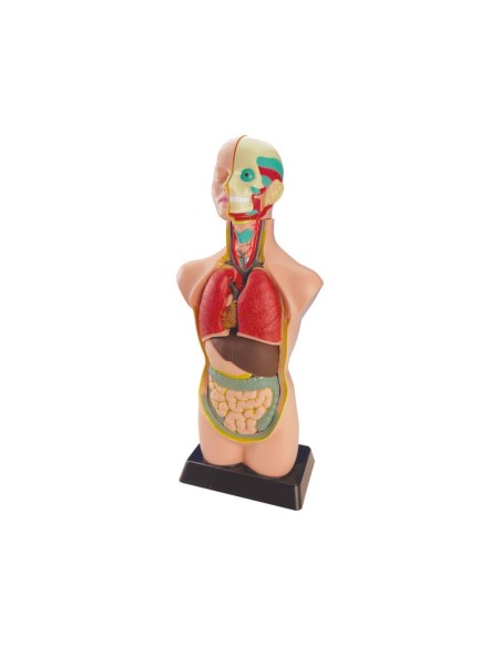 MNL SET ANATOMÍA 99020