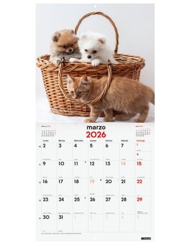 CAL.FIN. PARED 300x300 PERROS Y GATOS