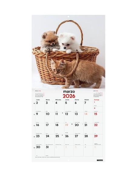 CAL.FIN. PARED 300x300 PERROS Y GATOS