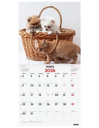 CAL.FIN.CAT. PARET 300x300 GOSSOS I GATS