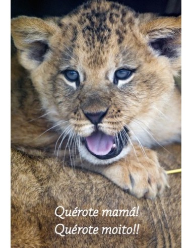 POSTAL Querote Mama Leon