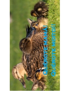 Postal Querote Mama parrulinos