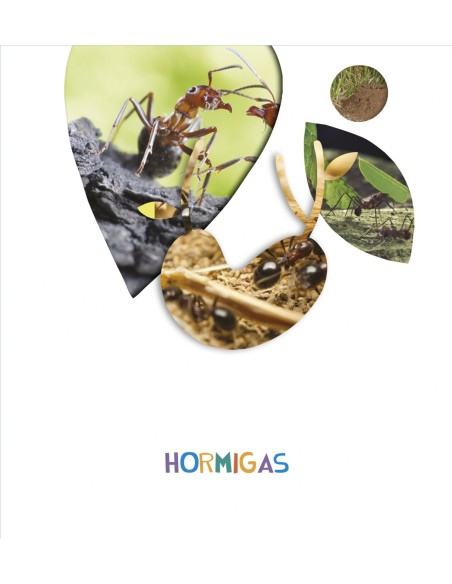 HORMIGAS 5 ANOS 2018