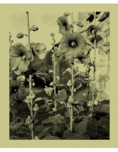 frune infime distancenicholas nixon