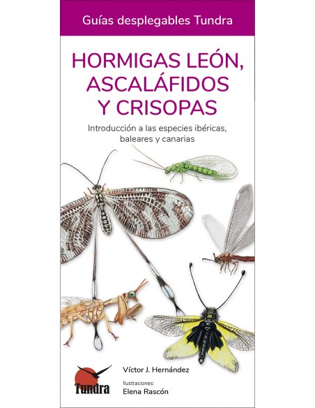 HORMIGAS LEON ASCALAFIDOS Y CRISOPAS