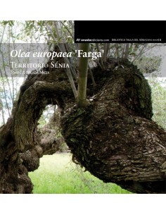 Olea europaea farga 