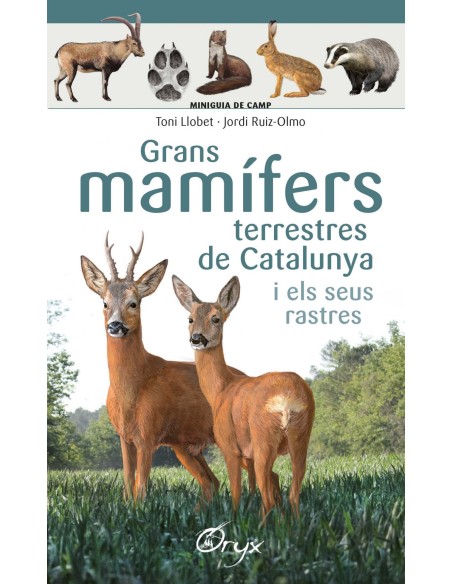 GRANS MAMIFERS TERRESTRES DE CATALUNYA I ELS SEUS RASTRES