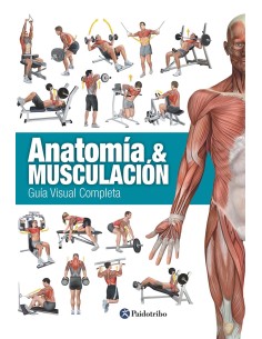 Anatomia ampmusculacion