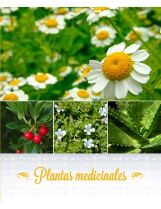PLANTAS MEDICINALES