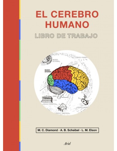 El cerebro humano