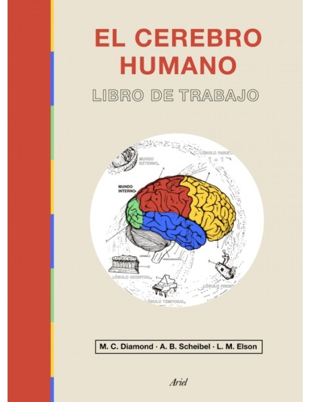 El cerebro humano