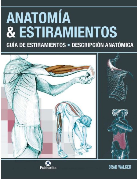 ANATOMIA ampESTIRAMIENTOS Guia de estiramientos Descripcion anatomica Color