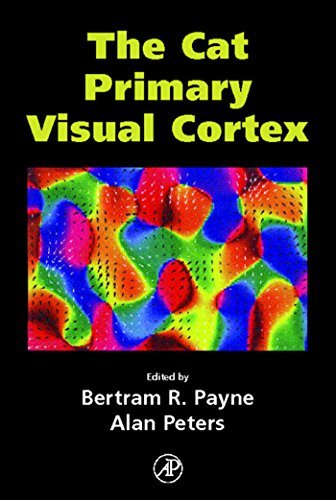 The cat primary visual cortex
