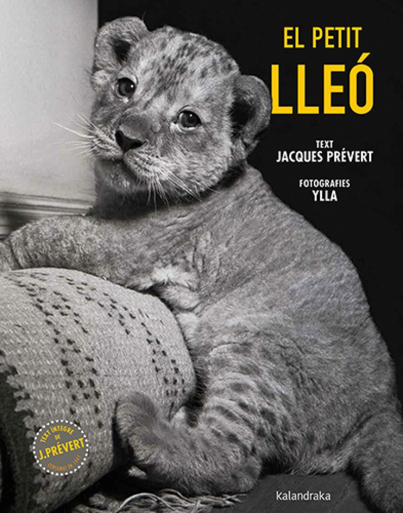 El petit lleó