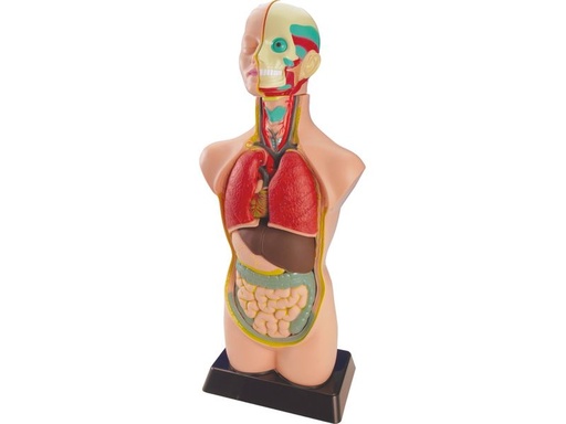 [99020] MNL SET ANATOMÍA 99020